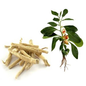 Ashwagandha Plantas Pro-hormonales