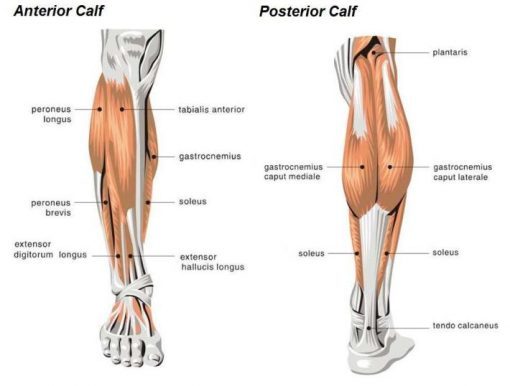 ejercicios para pantorrilla anatomia