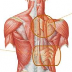 hipertrofia espalda intermedios