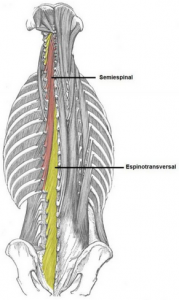 hipertrofia espalda profundos 1