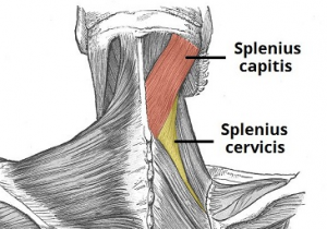 hipertrofia espalda profundos 2
