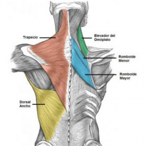 hipertrofia espalda superficiales