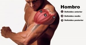 hipertrofia hombros anatomia