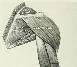 hipertrofia hombros anatomia antigua