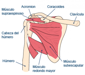 hipertrofia hombros anatomia musculo-hueso