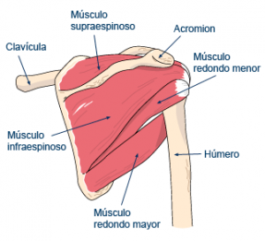 hipertrofia hombros anatomia musculo-hueso2