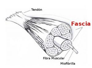 entrenamiento-fst7-fascia